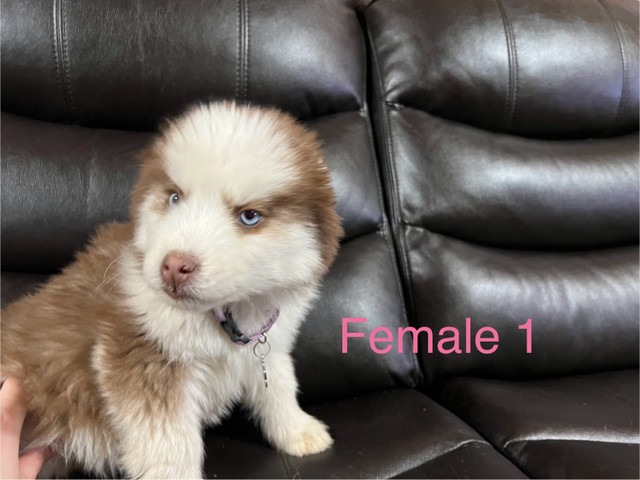 Siberian Huskies in Dogs & Puppies for Rehoming in Prince George - Image 4