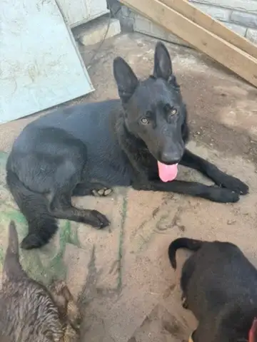 German Shepherd Puppies - 3 Months Old, View more