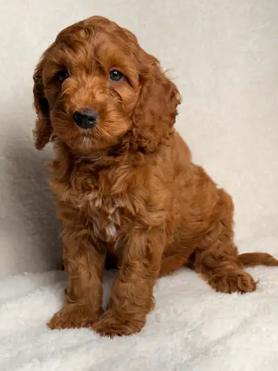 Mini cockapoo puppies ready to go anytime, dewormed, vaccinated and health checked! Super beautiful...