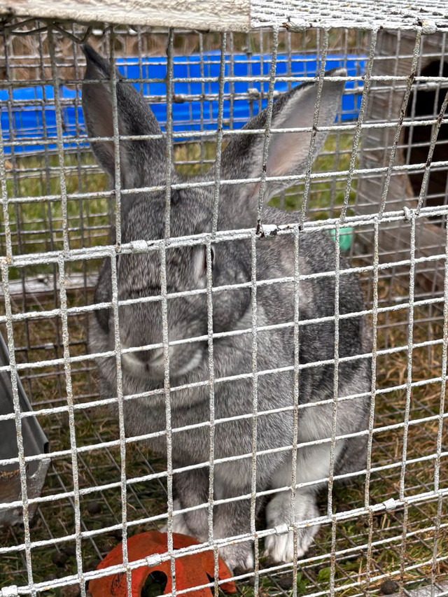 Soft Bunny   in Small Animals for Rehoming in Woodstock - Image 2