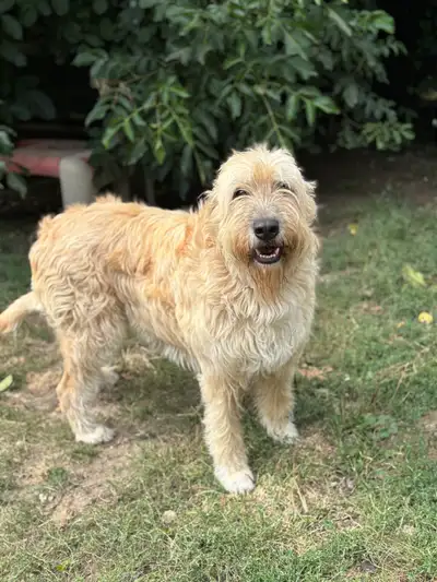 looking for a new home, View more