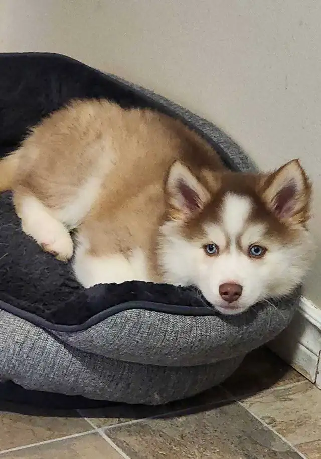 Pomsky Puppies in Dogs & Puppies for Rehoming in Norfolk County - Image 9