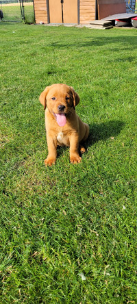 Registered Red Fox Labradors