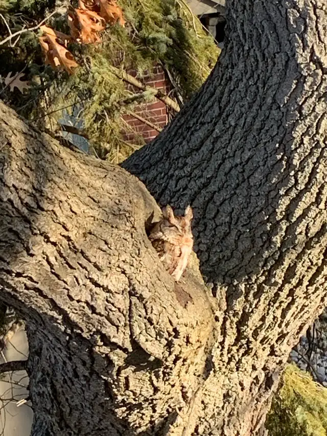 TREE CARE SERVICES,  TREE REMOVAL, PRUNING (416) 206-1460 in Lawn, Tree Maintenance & Eavestrough in City of Toronto - Image 9