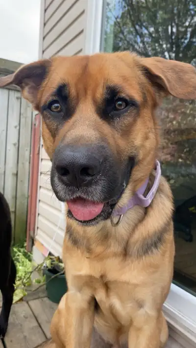 Rehoming trained GSD/Mastiff, View more
