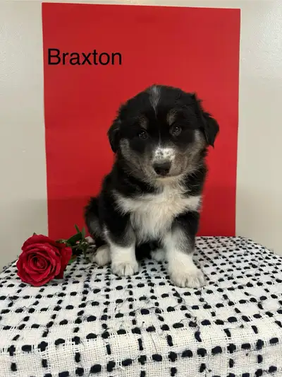 **** ONLY 4 LEFT**** These little cuties are ready for their forever home. Mom is a golden retriever...