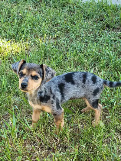 Female named Rosie Playful and friendly puppy looking for her forever home! - Ready for new home! -...
