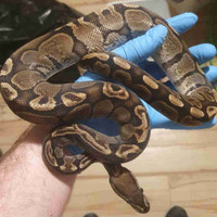 Female GHI het pied and male ghi ball python