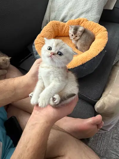 Pure Female British Shorthair Kitten for Sale, View more