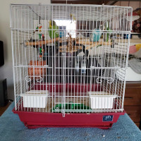 2 Female Budgies + Cage and Acessories 