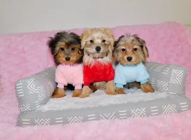 Tiny toy morkie puppies in Dogs & Puppies for Rehoming in City of Toronto - Image 7