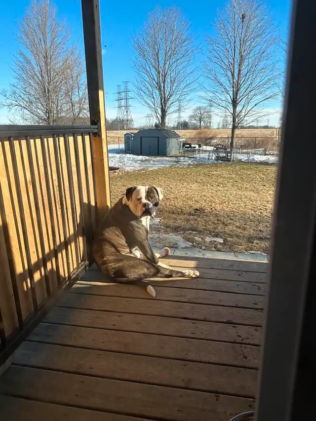 NKC PUREBRED AMERICAN BULLDOG MALE in Dogs & Puppies for Rehoming in Hamilton - Image 3