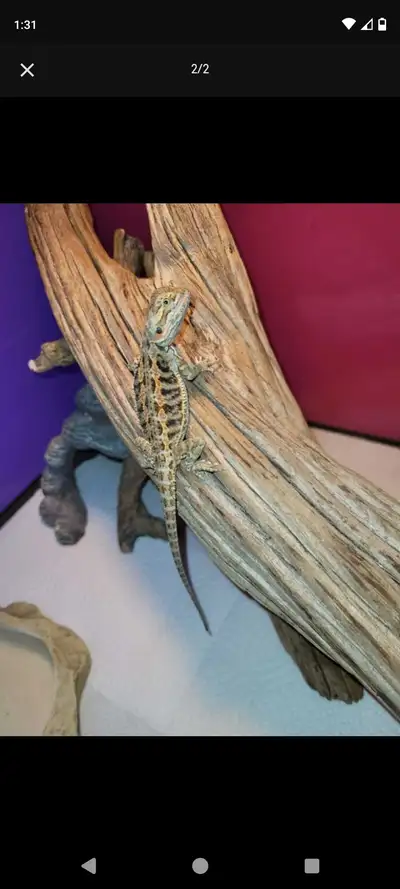 Two Healthy Female Bearded Dragon's " PU in Delhi ON", View more
