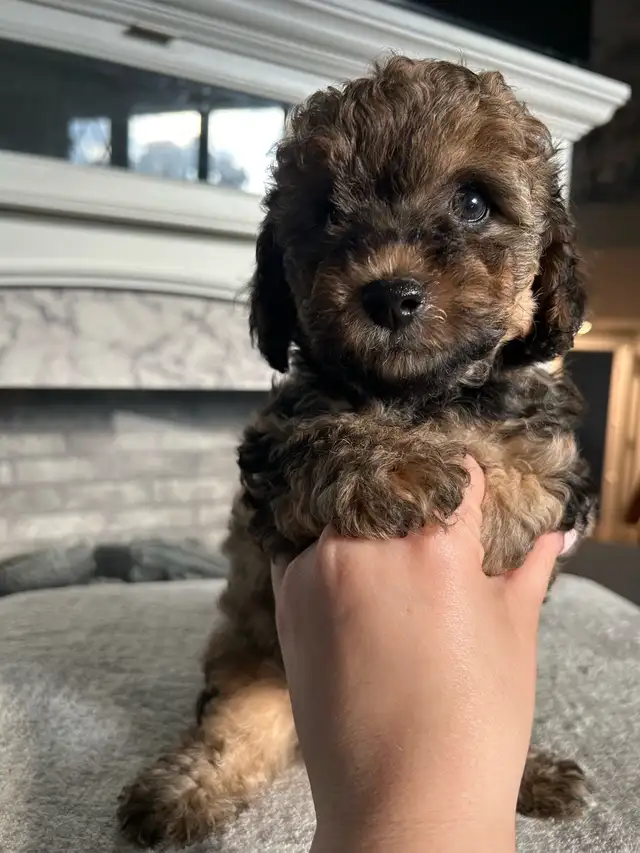 Morkiepoo Puppies in Dogs & Puppies for Rehoming in Oshawa / Durham Region - Image 7