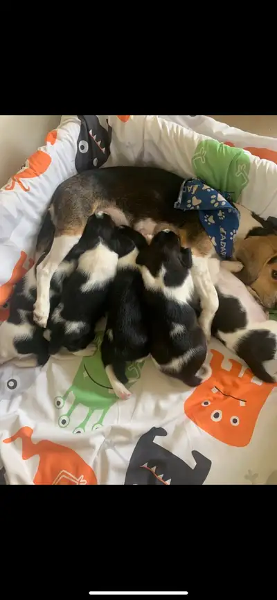 puppies  beagles, View more