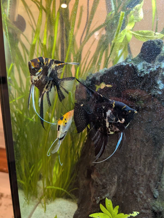 Angel Fish (3) in Fish for Rehoming in Oshawa / Durham Region - Image 4