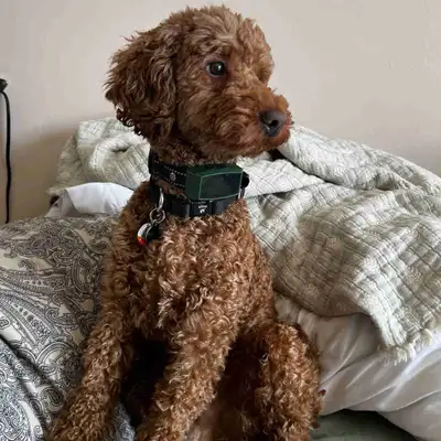 I have a non fixed pure male moyen poodle. He’s 2 years old, in excellent health. Hes an amazing hap...
