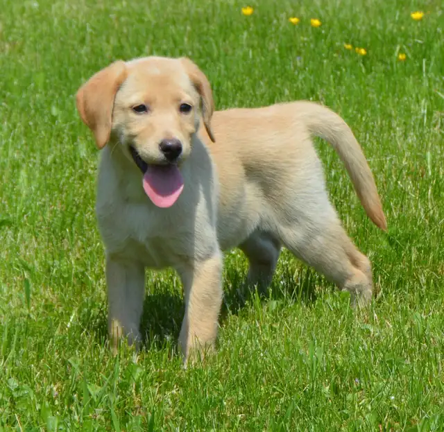 CKC Reg"d Labrador Retriever Puppies in Dogs & Puppies for Rehoming in Stratford - Image 3