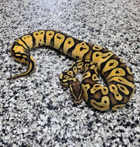 Breeder Female Ball Pythons Discounted