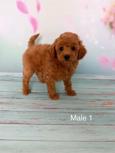 High quality CKC registered Toy Poodle puppies, View more
