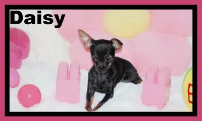 ❤chihuahua Daisy femelle noir et feu ,poils court mini Fera 4 lb adulte .Élevé en liberté .Bien Soci...