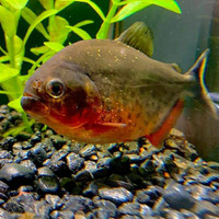 Red Breasted Piranha