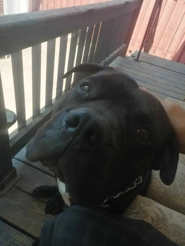 gorgeous bullmastiff needs a loving forever home in Dogs & Puppies for Rehoming in Windsor Region - Image 3