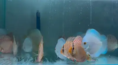 Discus fish available in different sizes Wholesale and Retail