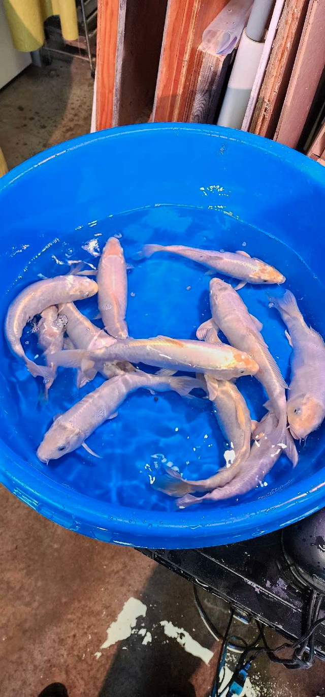 Koi Fish  for sale in Fish for Rehoming in Stratford - Image 3