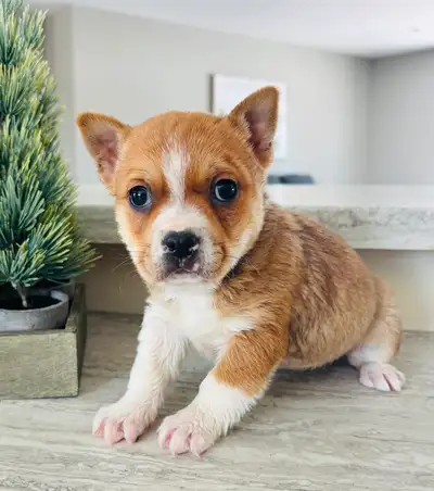 Adorable Boston Terrier X  Puppies, View more