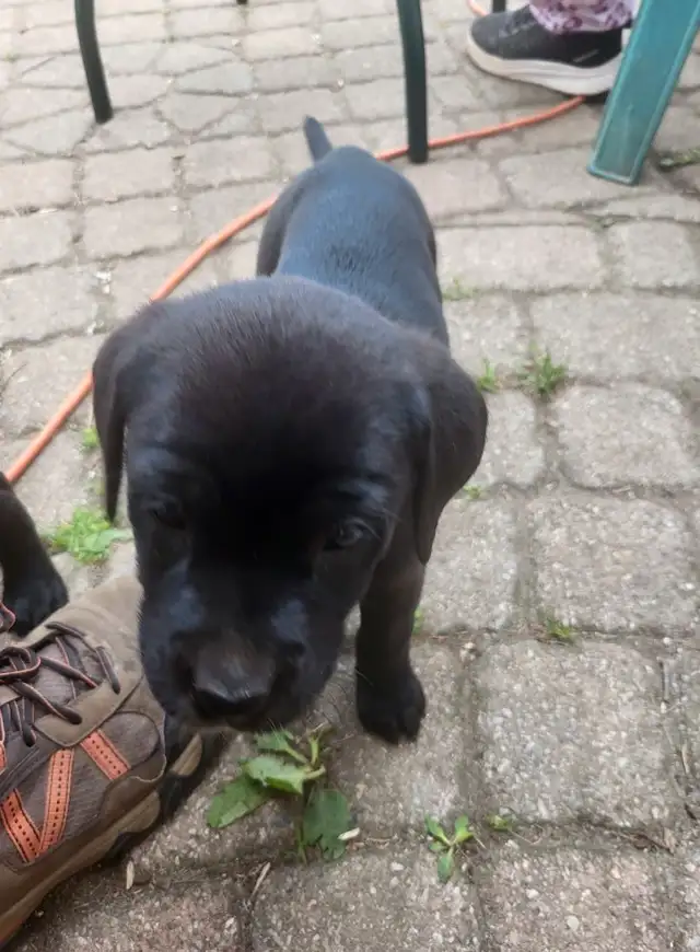 Looking for our Furever Home in Dogs & Puppies for Rehoming in Owen Sound - Image 10