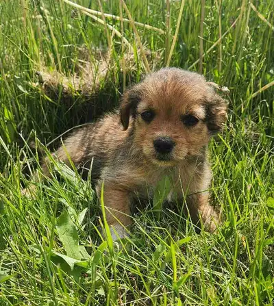 Adorable Chihuahua Mix Puppies, View more