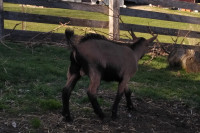 Goats for Sale