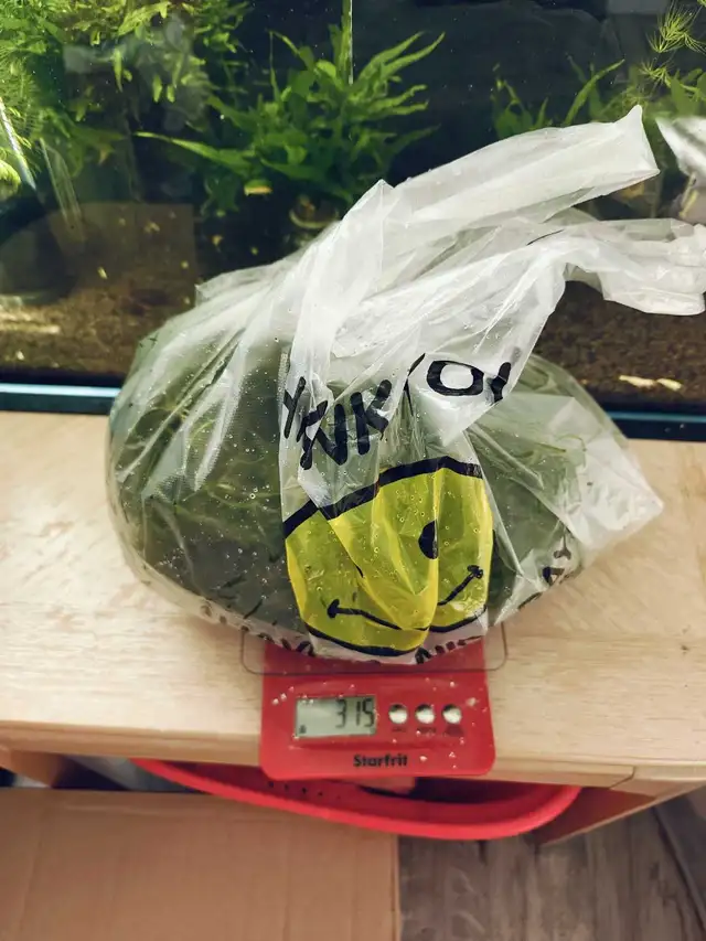 guppy grass in Fish for Rehoming in Markham / York Region - Image 3