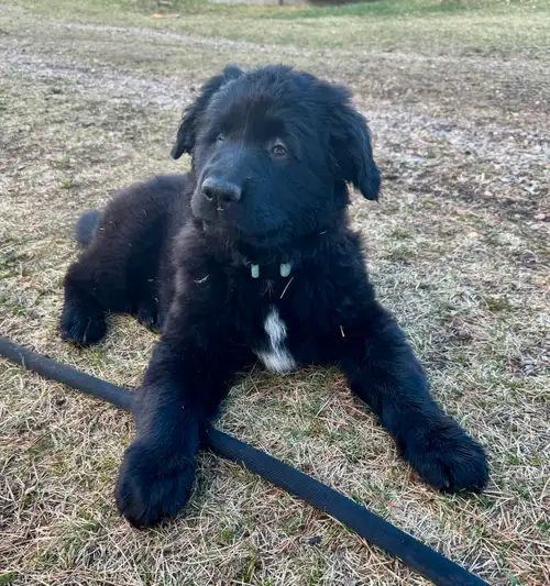 Tiffany is a 9 week old Lab Retriever/ German Shepard cross puppy. Born on February 27, 2025. She wa...