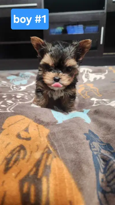 tiny morkie puppies, View more