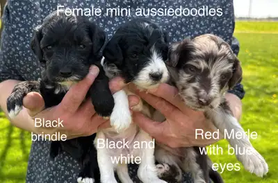 ❤️Mini F1B goldendoodles ready for home June and July. Mini F1B aussiedoodles ready for home June. S...