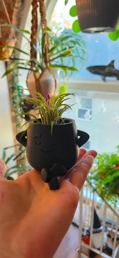 Air plant with "Chill dude" pot, View more