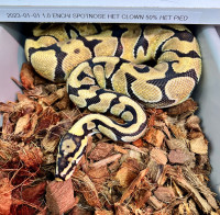 RTB Male Enchi Spotnose Het Clown Pos Het Pied