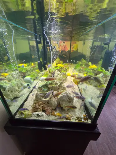 aquarium fish, View more