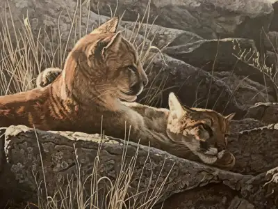 Terry Isaac Afternoon Light Young Cougars, View more