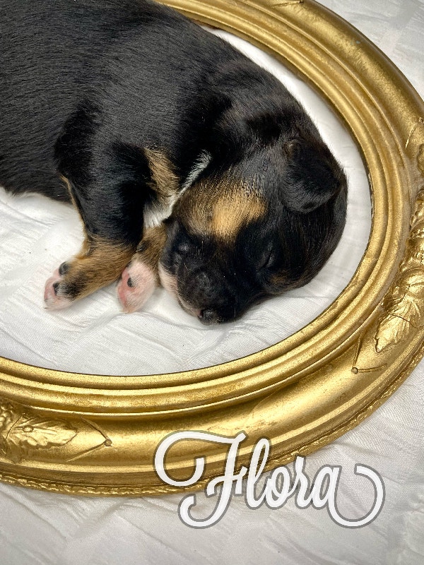 Australian Shepherd puppies Dogs & Puppies for Rehoming Smithers