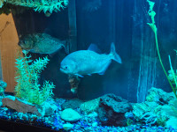 55 gallon aquarium with 2 Red Belly piranhas 