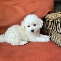 A lovely Bichon Frise puppy girl is available