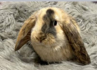 Pedigree French lop bunnies 