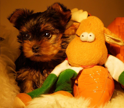 Only 1F 1M left - Adorable Yorkie Puppies!, View more