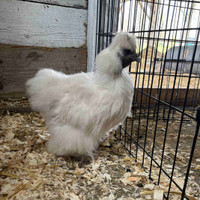 8 month old silkie hen free to good home - pending pick up