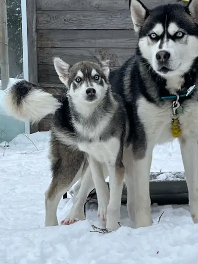 chiots husky sibérien, View more