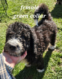 F1B bernedoodle puppies - ready to go!
