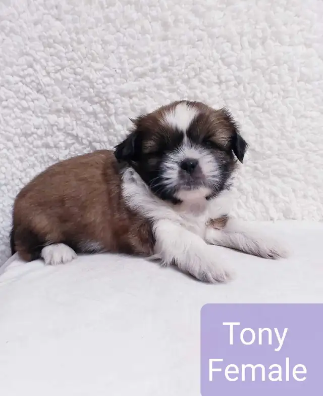 Shih tzu puppies (do not reply to this ad) in Dogs & Puppies for Rehoming in Winnipeg - Image 7